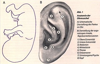 Anatomie der Ohrmuschel