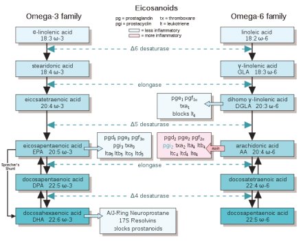 Eicosanoidsynthese, Quelle: en.wikipedia.org/wiki/File:EFA_to_Eicosanoids.svg