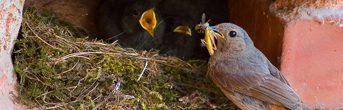 Futtermangel und Brutplatzverlust bei Vögeln