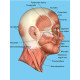 muskulatur-gesicht-seitlich