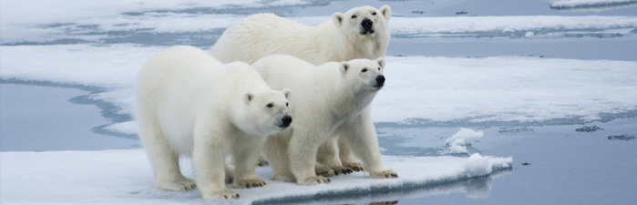 Der Eisbär vor dem Aus