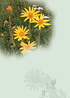 2010-01-Arnica1