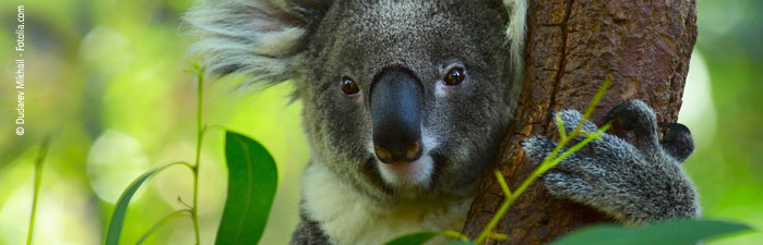 Koalas vom Aussterben bedroht 