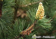 Pine – Kiefer © wira91 - Fotolia.com