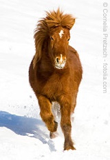 © Cornelia Pretzsch - fotolia.com