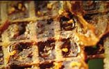 Propolis auf einem Gitter