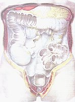 Darmsitus. Illustration aus der 2. Aufl. des Traité comlet de l´anatomie de l´homme, von J.M.M. Bourgery und Claude Bernard, 1866-1867, Bd. V, Abb. 30. (Paris, Bibl. d. Alten Medizinischen Fakultät)