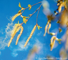 © Ingo Bartussek - fotolia.com