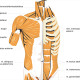 atemmechanismus