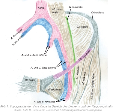 Abb. 1: Topographie der Vasa iliaca im Bereich des Beckens und der Regio inguinalis