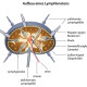 aufbau-lymphknoten