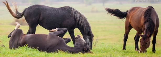 © yo camon - fotolia.com