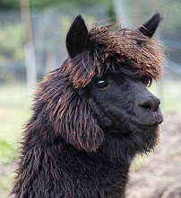 2012-03-Alpacas1