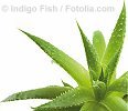 © Indigo Fish - Fotolia.com