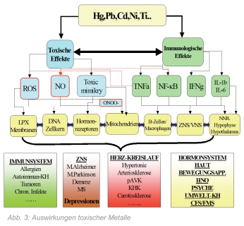 Abb. 3: Auswirkungen toxischer Metalle