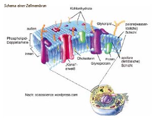 2012-02-Quark2