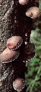 2010-06-Shiitake1