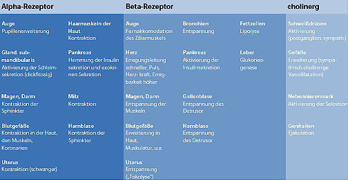 Sympathischer Teil (meist Noradrenalin, Acetylcholin - rechts)