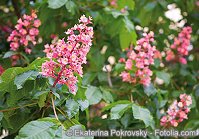 Red Chestnut – Rote Kastanie © Ekaterina Pokrovsky - Fotolia.com