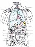 2010-04-Physio2