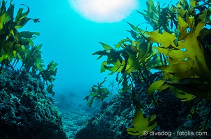 © divedog - fotolia.com