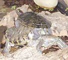 2011-05-Schildkroete2