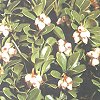 Bärentraube, Arctostaphylos uva-ursi